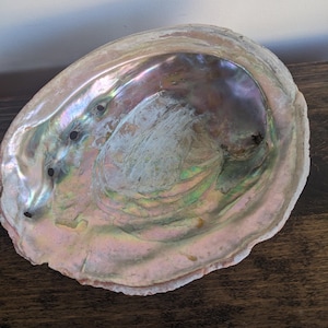 Op de afbeelding: Een grote, iriserende abalonschelp met een parelmoerachtige binnenkant. De schelp toont een reeks kleuren, waaronder roze, paars, groen en zilver. De buitenrand is lichtbruin van kleur en de schelp heeft verschillende kleine, donkere gaten.
