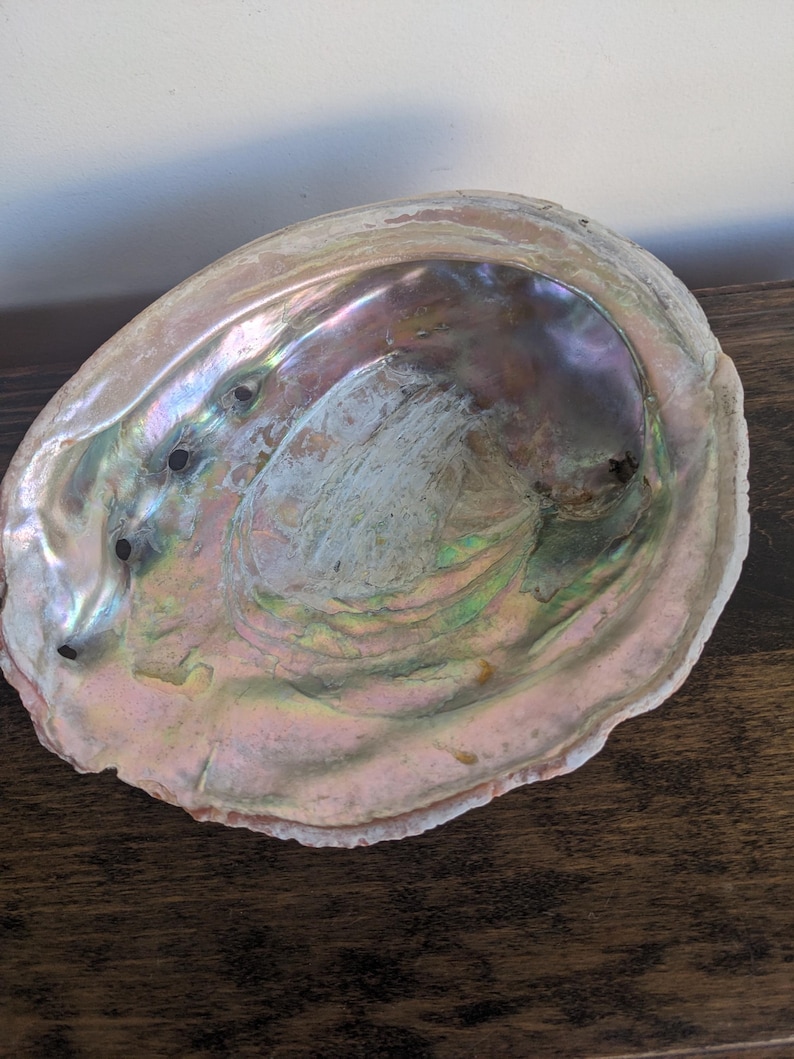 Op de afbeelding: Een grote, iriserende abalonschelp met een parelmoerachtige binnenkant. De schelp toont een reeks kleuren, waaronder roze, paars, groen en zilver. De buitenrand is lichtbruin van kleur en de schelp heeft verschillende kleine, donkere gaten.