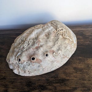 Op de afbeelding: Een grote, ovale abalone schelp met een getextureerd, geribbeld oppervlak. De schelp is voornamelijk lichtgrijs met roze en bruine tinten. Verschillende kleine gaatjes zijn zichtbaar langs de rand. Een natuurlijk, organisch decoratief item.