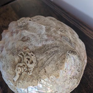 Op de afbeelding: Een grote, iriserende abalone schelp met een textuur, verweerde uitstraling. De schelp toont een reeks neutrale kleuren, waaronder beige, grijs en hints van parelmoerwit. Een decoratief, gestructureerd ontwerp is zichtbaar op het oppervlak van de schelp.