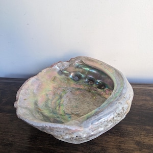 May include: Abalone shell with iridescent interior. The shell has a rough, textured exterior and a smooth, colorful interior with shades of green, blue, and purple. The shell is on a dark wooden surface.