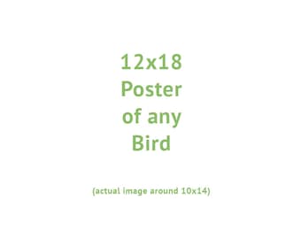 Poster Size