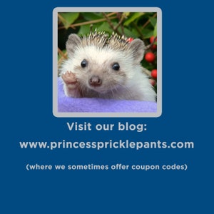 May include: A close-up of a small hedgehog with brown eyes and a light brown and white coat. The hedgehog is sitting on a purple blanket and waving with its front paw. The background is a blurry image of green leaves and red berries.