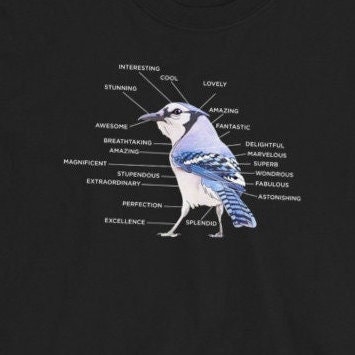 Blue jay PNG Designs for T Shirt & Merch