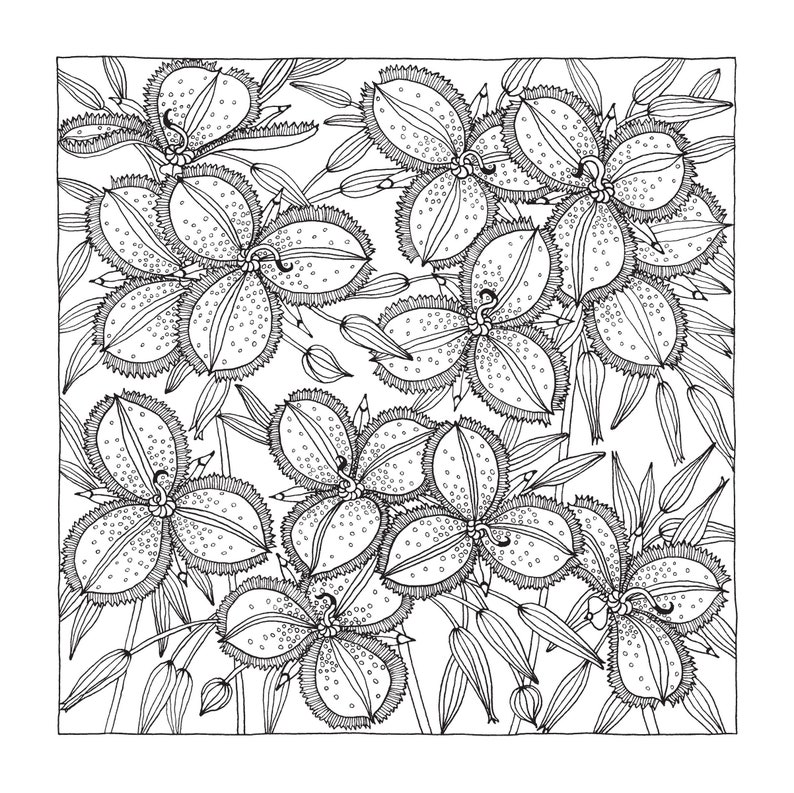 WILD AUSTRALIA A Colouring Book of Native Australian Plants Etsy