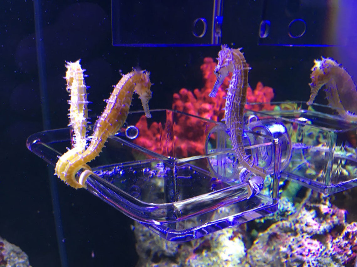 Seahorse Feeder / Feeding Station, Buddy Feeder Bowl Food, Aquarium