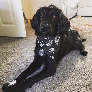 Op de afbeelding: Een zwarte hond die een zwarte bandana draagt met een wit schedel- en kruisbeendermotief. De hond ligt op een grijs tapijt.