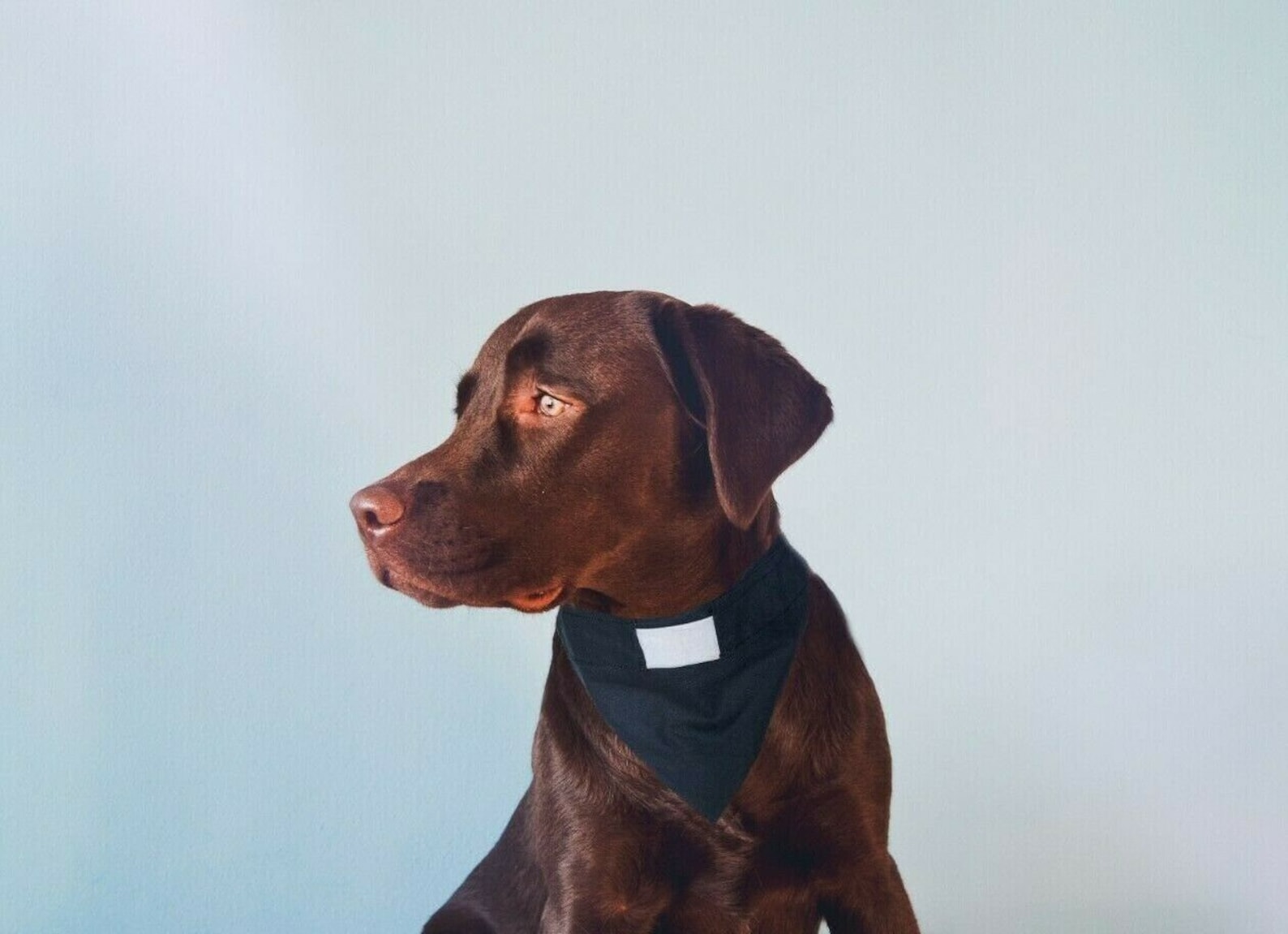 Handmade Dog Vicar Collar Bandana Etsy
