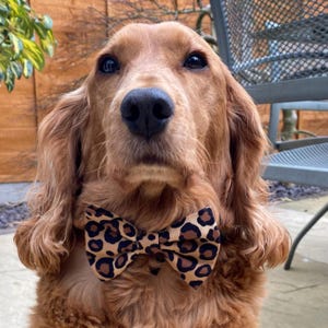 May include: A golden Cocker Spaniel wearing a leopard print bow tie. The dog is looking directly at the camera. The bow tie is tan with brown spots. The dog has long, wavy, golden fur.
