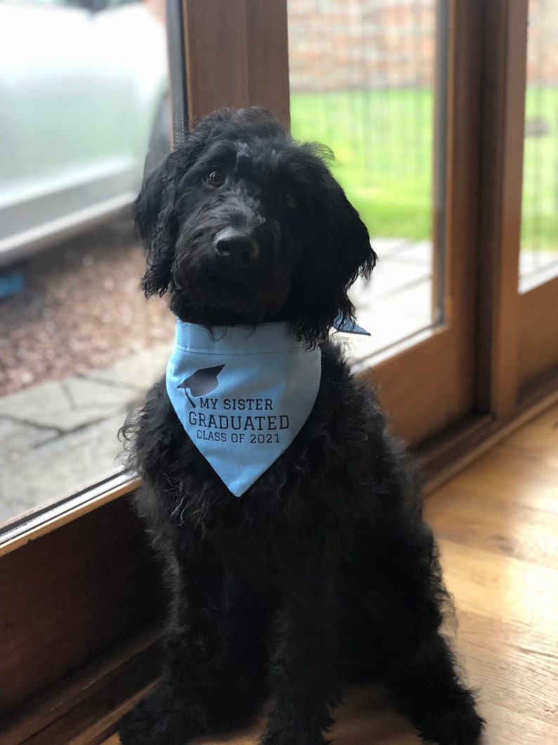 Personalised Graduation Dog Bandana in choice of colours & Styles image 5