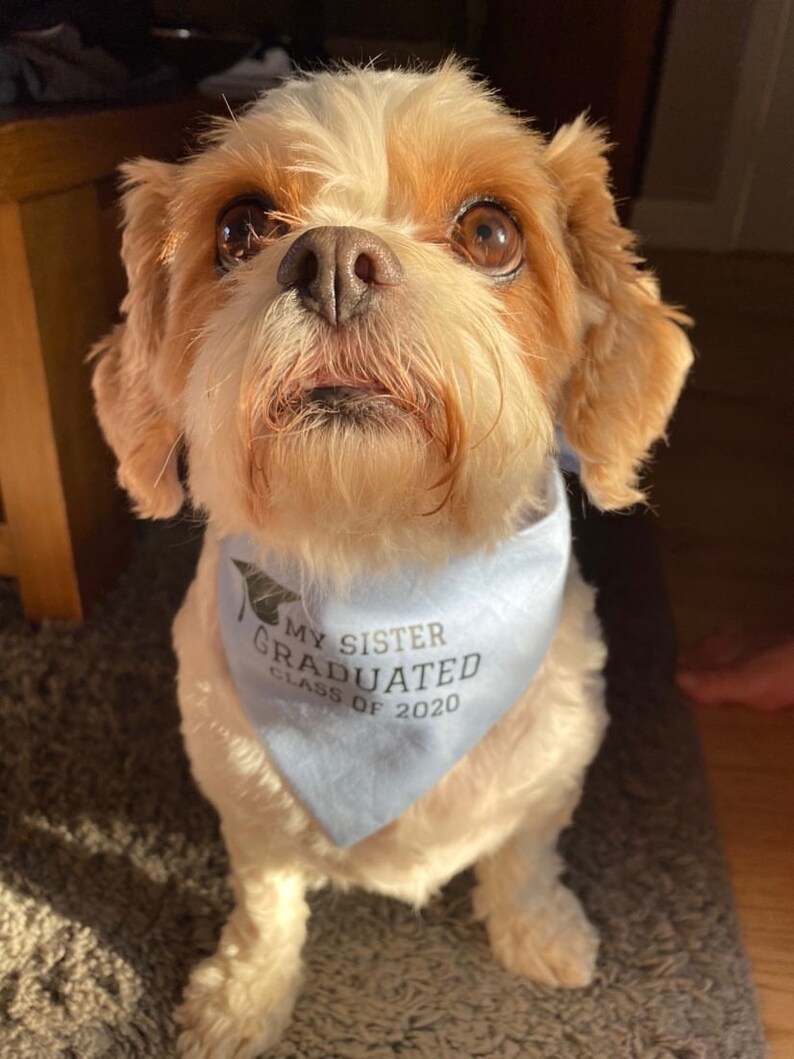 Personalised Graduation Dog Bandana in choice of colours & Styles image 2