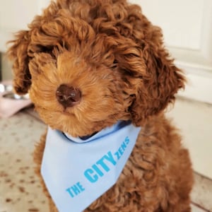 Manchester City Dog Bandana Man Football MCFC CITYzens Slide Collar Neckerchief