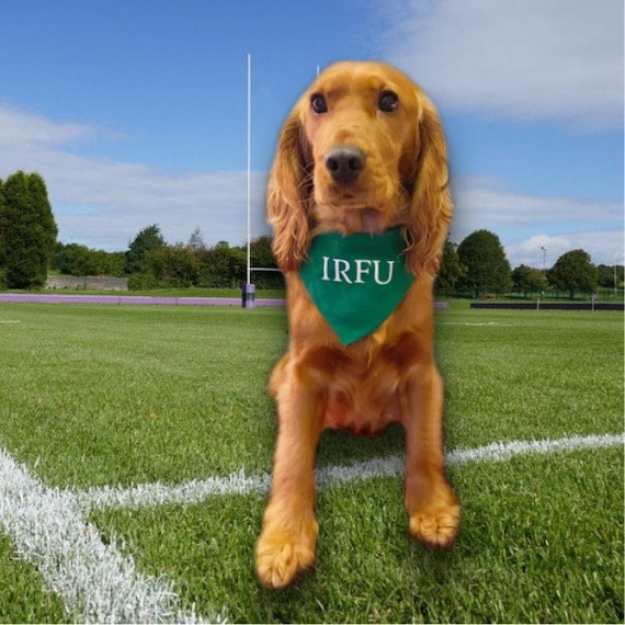 How Do I Get My Dog From Ireland To England