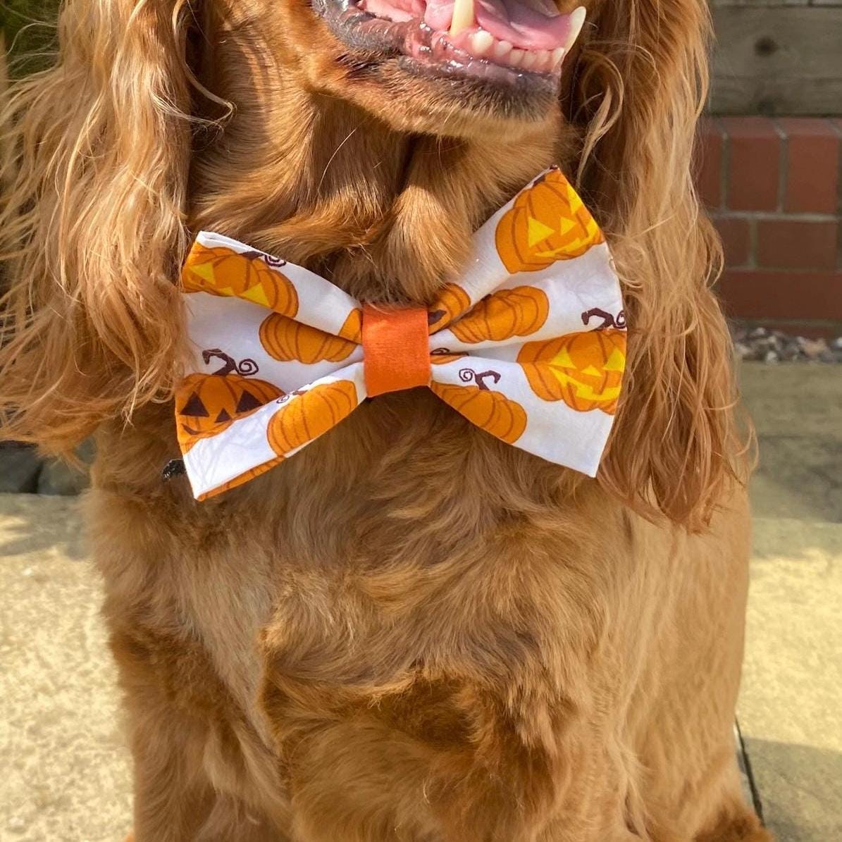 orange dog bow tie