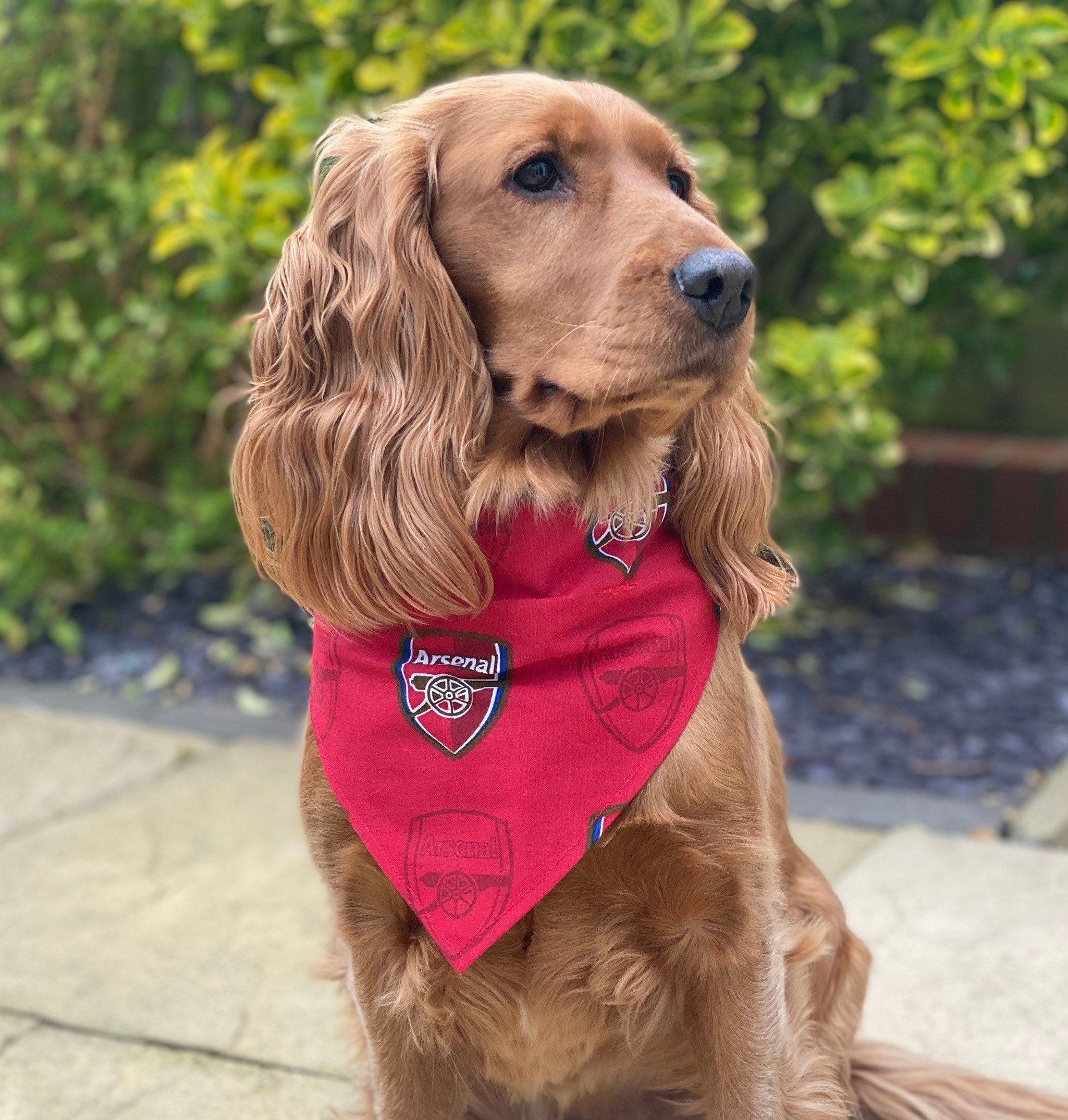 chelsea football dog jersey