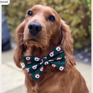Może przedstawiać: Złotobrązowy spaniel w ciemnozielonej muszce z powtarzającym się wzorem przedstawiającym Świętego Mikołaja z białą brodą, w czerwonej czapce i z czarnym paskiem. Pies ma długie, oklapnięte uszy i patrzy w g&oacute;rę swoimi ciemnobrązowymi oczami.