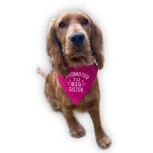 Op de afbeelding: Een bruine Cocker Spaniel draagt een felroze bandana. De bandana heeft de witte tekst "PROMOTED TO BIG SISTER". De hond zit en kijkt naar de camera tegen een witte achtergrond.