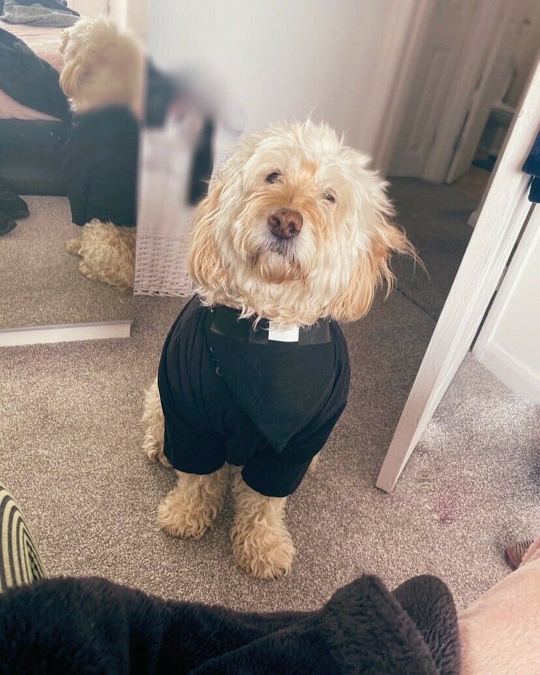 Handmade Dog Vicar Collar Bandana Etsy UK