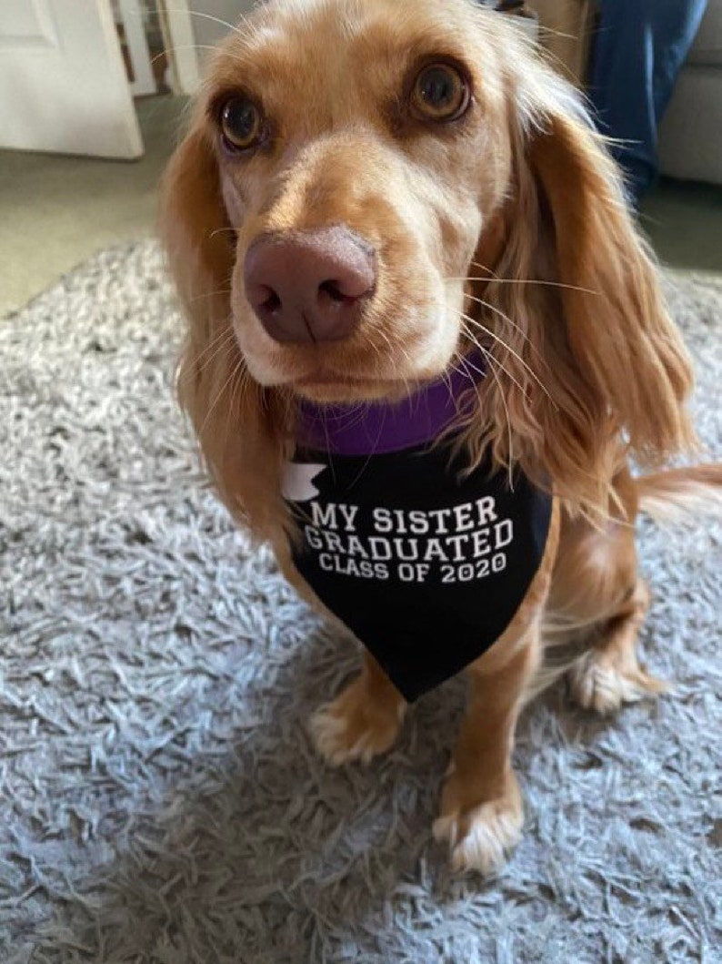 Personalised Graduation Dog Bandana in choice of colours & Styles image 1