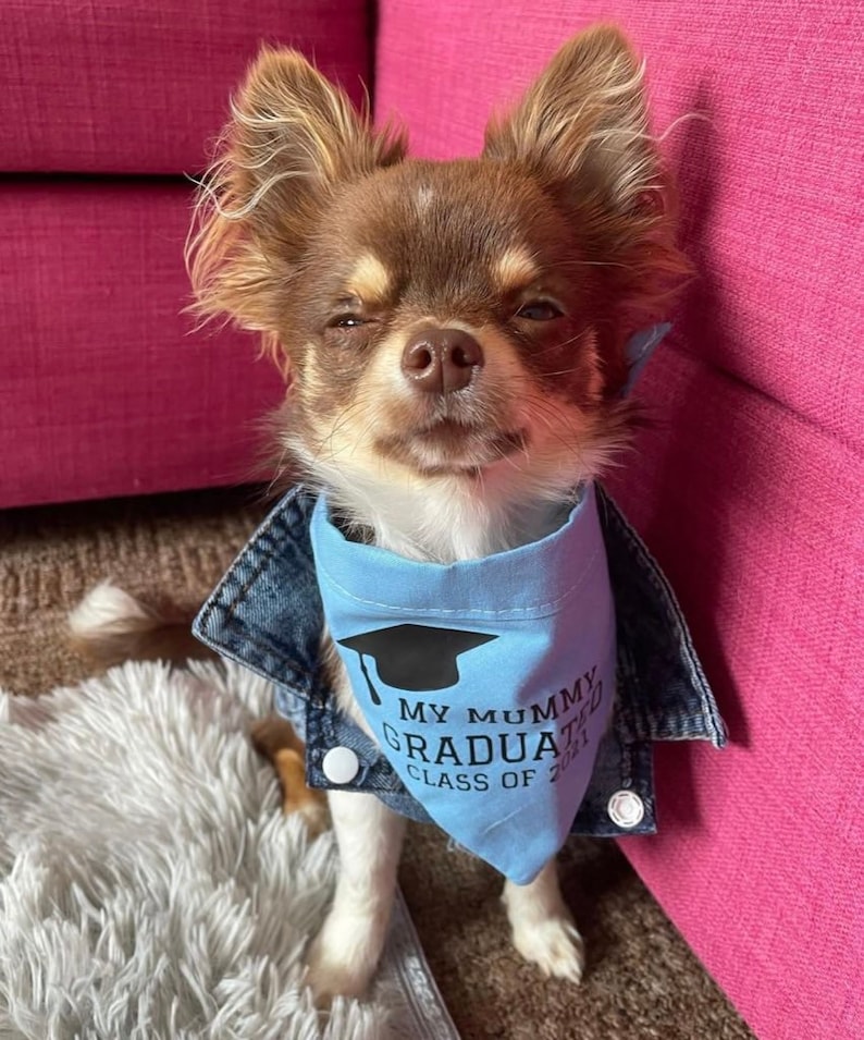 Personalised Graduation Dog Bandana in choice of colours & Styles image 4