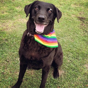 Joe Bandito Rainbow Stripe Pride Slip on Collar Style Dog Bandana - Neckerchief Scarf