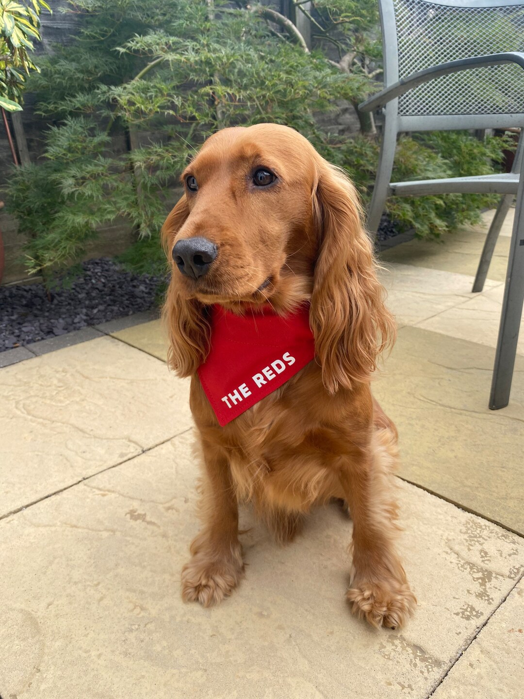 Liverpool the Reds Dog Bandana Football Slide on Collar Neckerchief Etsy