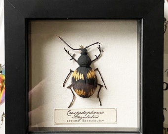 Craspedophorus Angulatus, plant beetle insect under frame, taxidermy style for cabinet of curiosities.