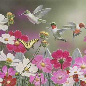 May include: A vibrant illustration featuring three hummingbirds in flight and a yellow swallowtail butterfly hovering over a garden of white, pink, and red cosmos flowers. A weathered gray wooden picket fence stands behind the blooming floral display.