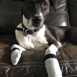 Paw Protectors-Basics