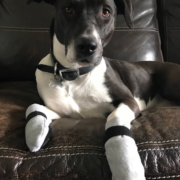 Fundamentos de protectores de patas - Forro polar reciclado para perros: protección contra el hielo y el asfalto caliente