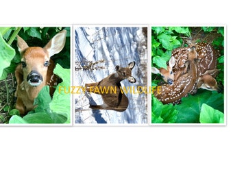 2023 Fawn Magnets - Set of 3 Fawns