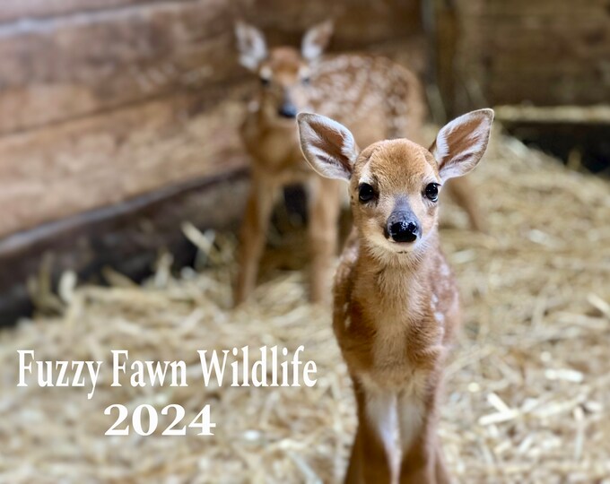 Fawn Calendar 2024 Fuzzy Fawn Etsy