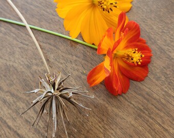 orange cosmos seeds