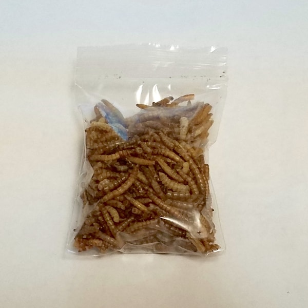 Freeze Dried Worms, Pet Treats for rat treat, chicken treat, bearded dragon treat