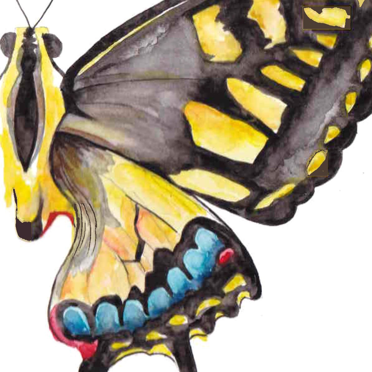 Butterfly Card Set, Tiger Swallowtail Art, Gift for Grandma Mom Aunt ...