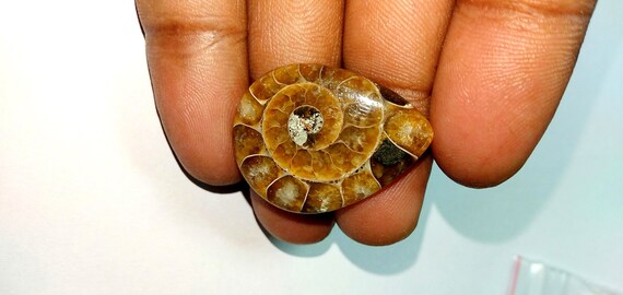 Ammonite Fossil Pair Cabochon Ammonite Fossil Loose Stone Mixed Size Ammonite Fossil For Jewelry Making Natural Ammonite Fossil Gemstone