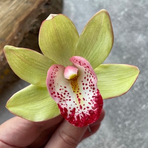 May include: A light green orchid with a pink and white center with red spots. The orchid has a single stem and is in focus.