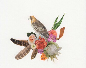 Falcon Set of 10 postcards, 4x6