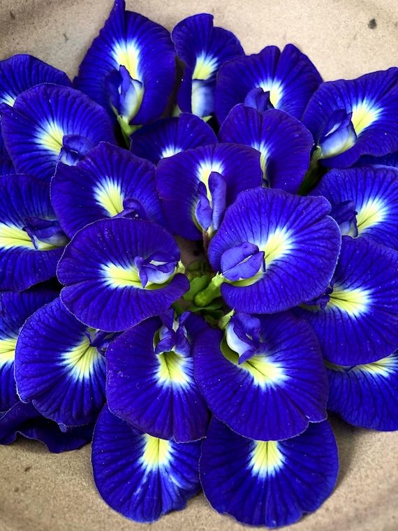 Butterfly Pea Blossom Seeds Etsy