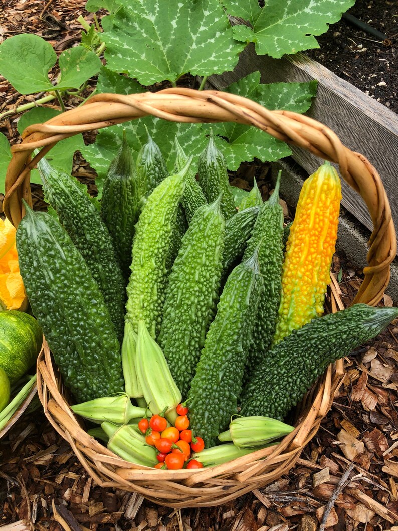 Bitter Melon Seeds Etsy