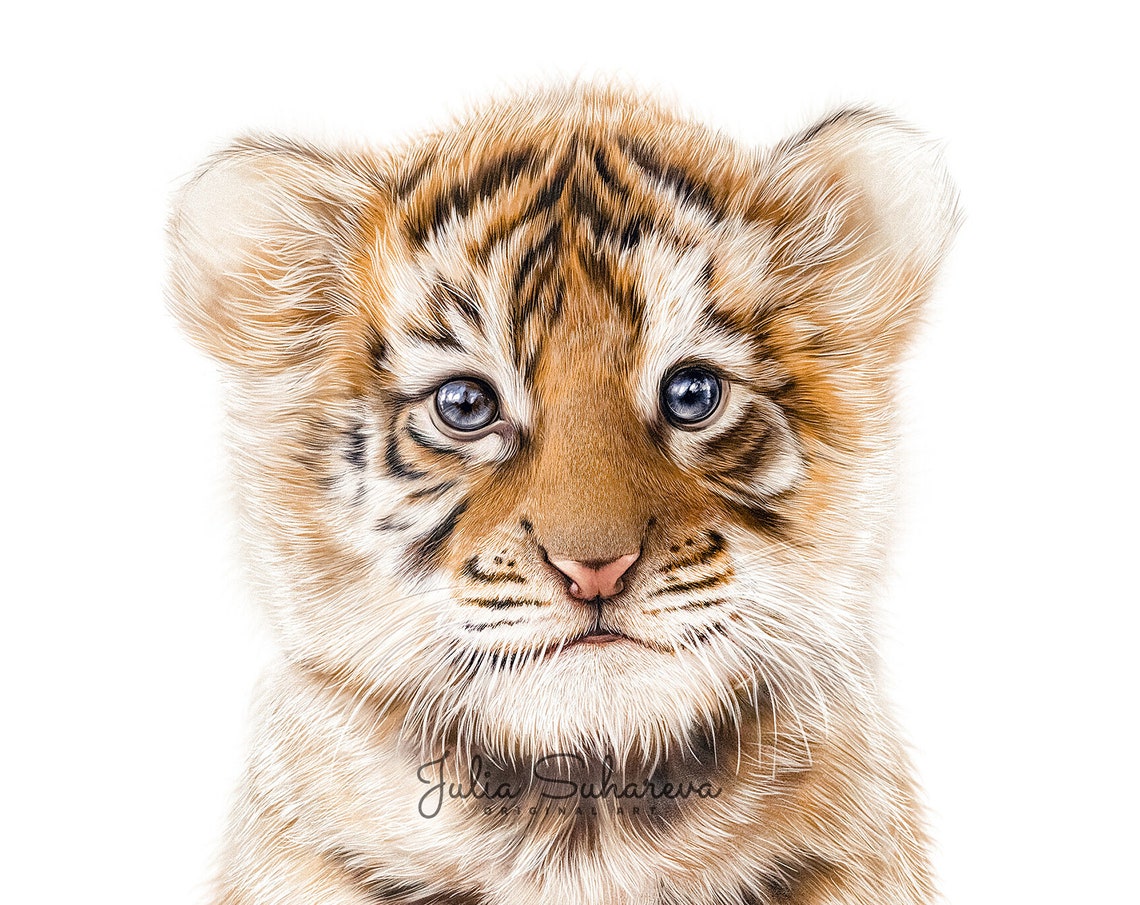 Safari Baby Animals for Nursery Decor Set of 6 Zoo Animal Etsy