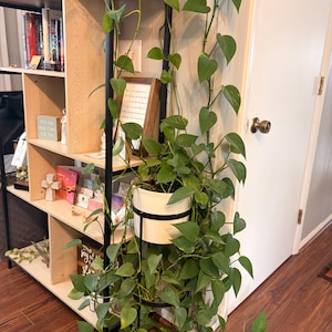 Puede incluir: Una exuberante planta de potos verde en una maceta blanca y negra, exhibida en un soporte de metal negro. La planta cae en cascada, con hojas verdes vibrantes. El soporte está junto a una estantería de madera llena de libros y objetos decorativos.