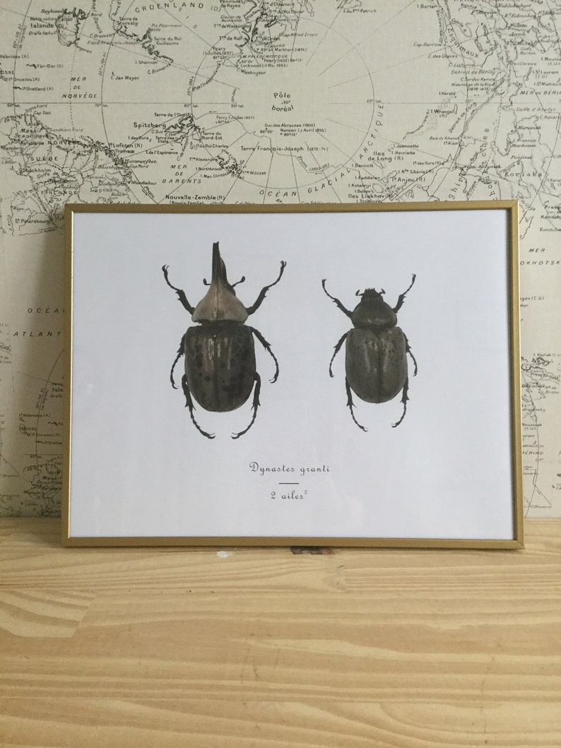 poster curiosity cabinet framed insects naturalized insects Dynastes granti poster