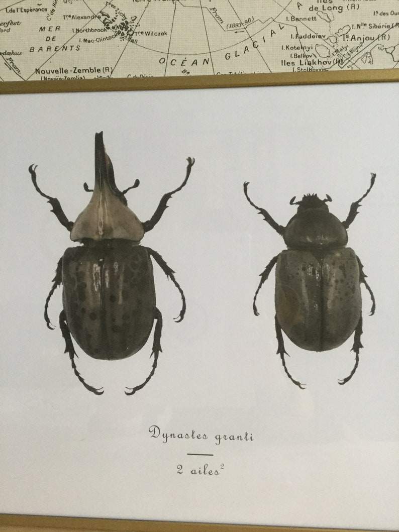 poster curiosity cabinet framed insects naturalized insects Dynastes granti poster