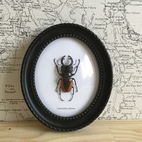 Odontolabis lacordairei , cadre bombé , cadre vintage , cabinet de curiosités , décoration murale