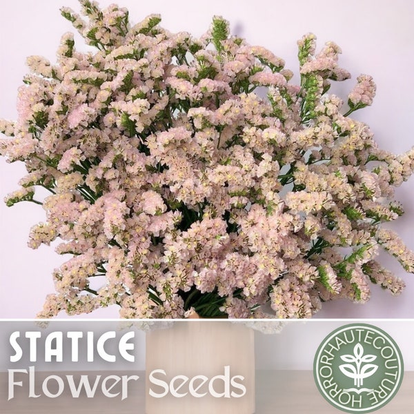 Statice Seeds - 85 Seeds - Apricot Beauty - Garden Bloom Flower Seed Flowers Garden Seeds Cut Flower Gifts Limonium Flower Seeds