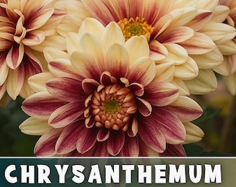 Nyctora Mum Chrysanthemum Seeds 200+ Seeds Mum Flower, Flower Seeds, Annual Seeds, Bulk Seeds, Wholesale