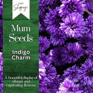 Indigo Charm Mum Chrysanthemum Seeds 200 Seeds Mum Flower, Flower Seeds, Annual Seeds, Bulk Seeds, Wholesale image 1