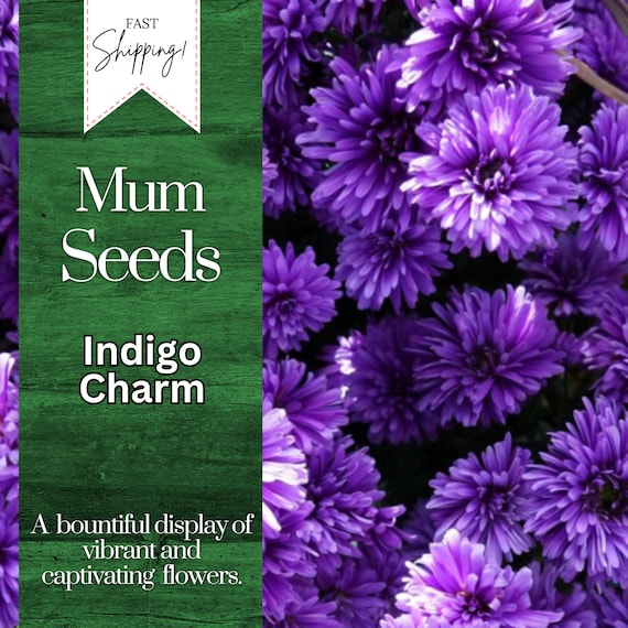 Indigo Charm Mum Chrysanthemum Seeds 200+ Seeds Mum Flower, Flower Seeds,  Annual Seeds, Bulk Seeds, Wholesale - Etsy