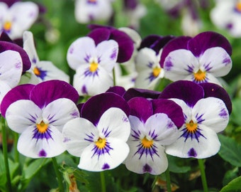Pansy Seeds (Viola) - Fragrant - 150 Seeds